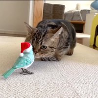 鳥のおもちゃに顔を近づけるキジトラ猫