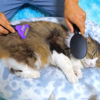 2本のブラシでお手入れされる猫