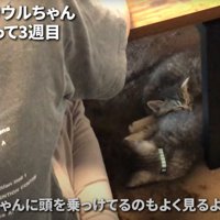 くっついて眠る子猫たち