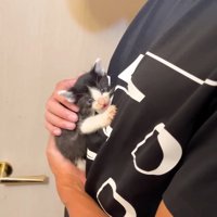 こちらを向く子猫