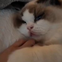 半目の猫と人間の手