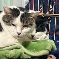 寄り添って寝る2匹の猫