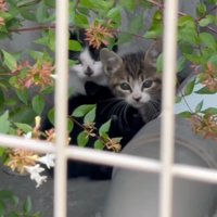 隠れている子猫たち