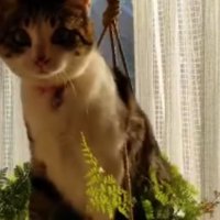 プランターに乗っている猫