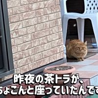 外に座っている猫