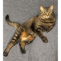 室内にいる猫