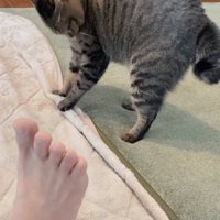 後ろにゆっくり下がる猫