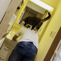 洗面台で顔を洗う人間の背中の上に乗る猫