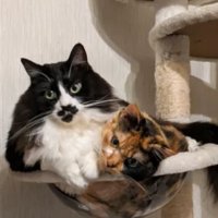 キャットタワーにいる猫たち