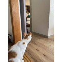 のぞき込む猫