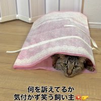 袋に入った猫