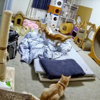 部屋で遊ぶ3匹の猫