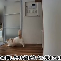 追いかけっこをする犬と猫