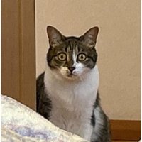 室内にいる猫