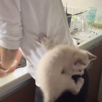 飼い主の腰のあたりに張り付いて下を見ている子猫