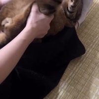 後ろ足を持たれる猫