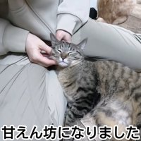 人の足の間にいる猫