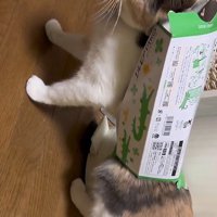 ティッシュ箱を身につけた猫