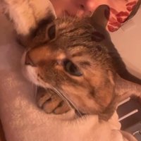 飼い主の腕の中でくつろぐ猫