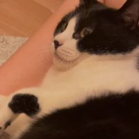 くつろぐ猫