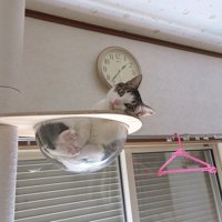 キャットタワーのボウルに入っている猫