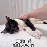 横たわっている白黒猫