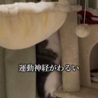 キャットタワーから落ちそうな猫