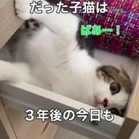 引き出しに入る猫