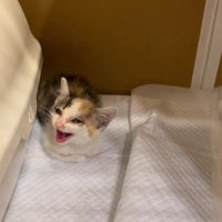 鳴いている子猫