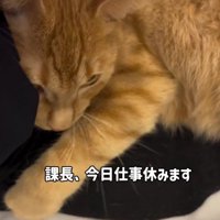 足にしがみつく猫