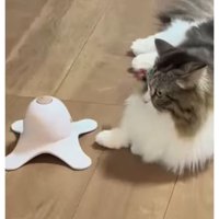 猫と電動オモチャ