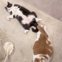 仰向けで眠る猫