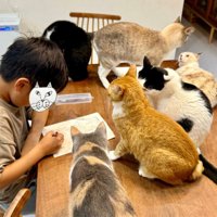 勉強中の男の子と6匹の猫1