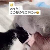 2匹の猫に甘えられる飼い主