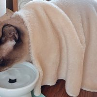 水を飲む猫（アップ）