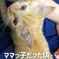 女性の顔を見上げる子猫