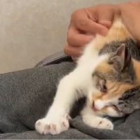 人の膝の上で甘える子猫