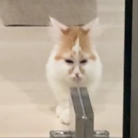 ガラス戸に顔の半分が反射している猫（アップ目が近い）