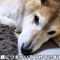 横で寄り添うリキくん