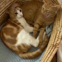 カゴの中でくっついている2頭の猫