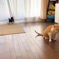 目を閉じている茶トラ猫とカーテンに隠れて遊ぶ3匹の子猫