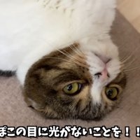 寝転がる猫のアップ
