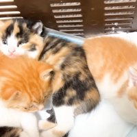 保護当時の4匹の子猫たちの様子