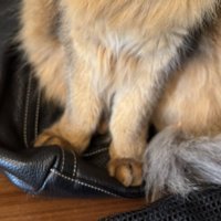 カバンに座る猫の足元