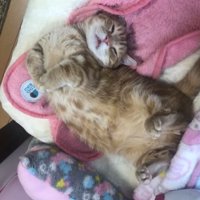 室内にいる猫