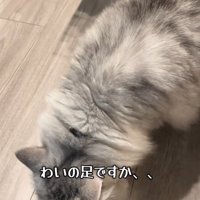 靴下の匂いを嗅ぐ猫