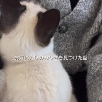 飼い主のひざにのる猫