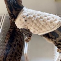 ごはんを食べる猫を見下ろす猫