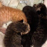 くっつく子猫たち