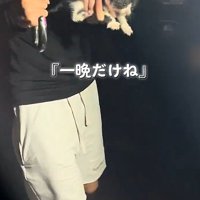 片手にのった子猫